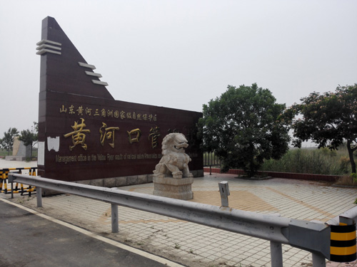 與國家海洋局第一海洋研究所在黃河口進行野生植物調查